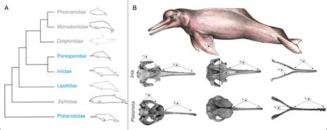 Morphological convergence in ‘river dolphin’ skulls [PeerJ]
