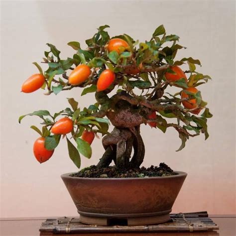 Bonsai Tree Goji Berry Tree Seeds, 10 Pack - Highly Prized Flruit Bonsai - 10 Seeds to Grow ...