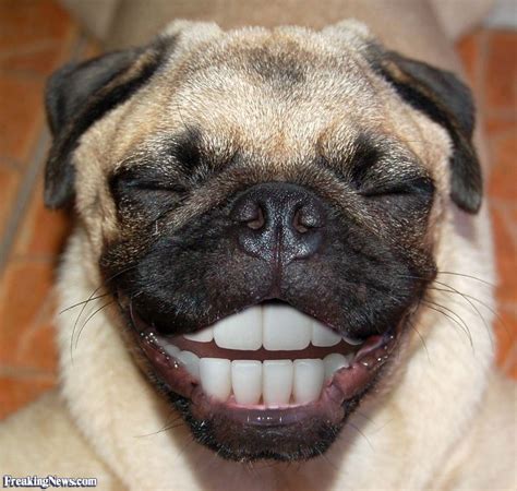 Happy Pug Pictures - Freaking News