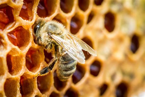 Von Bienen, Blumen und Honig | Vegane Gesellschaft Österreich