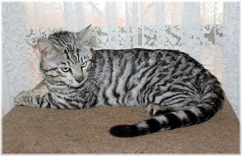 Toyger Cat For Sale Australia