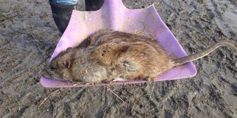 Giant Rat Pictured In Gravesend Amid Fears 'Mutant' Rodents Are ...