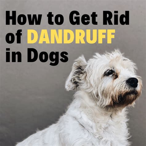4 Types of Dandruff in Dogs & Easy Ways to Control It at Home - PetHelpful
