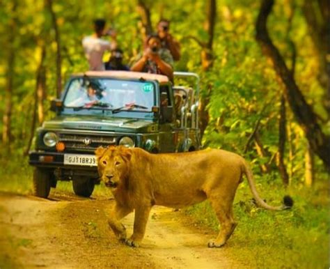 Gir National Park Safari - A Detailed Guide | Gujarat | Hikerwolf