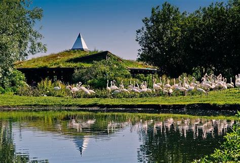 Martin Mere Wetland Centre | Wetland, Family days out, Lancashire