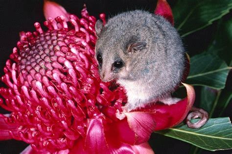 Mountain Pygmy Possum Habitat Diagram