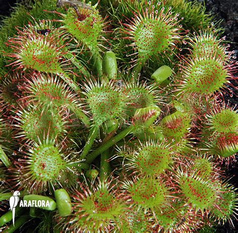 Araflora, exotische flora & meer - Zonnedauw 'Drosera rotundifolia'