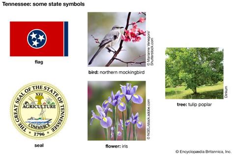 Tennessee state symbols - Kids | Britannica Kids | Homework Help