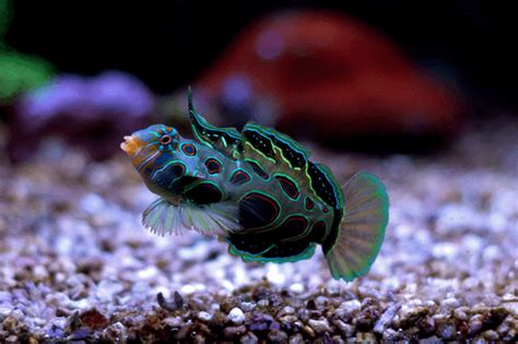 Spotted Mandarin Dragonet For Sale (Synchiropus picturatus). TOP Care ...