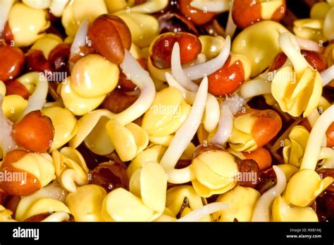 Radish Sprouts Stock Photo - Alamy