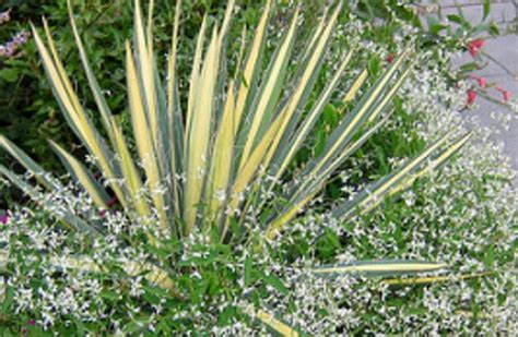 Yucca Filamentosa Growing Guide | Adam's Needle and Thread