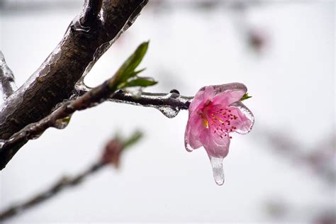 Tây Bắc mùa xuân phía trước...