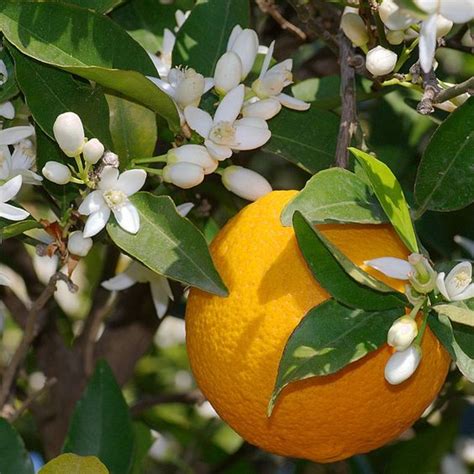 Narancsfa (Citrus sinensis) | Citrusfélék | fitoland.hu