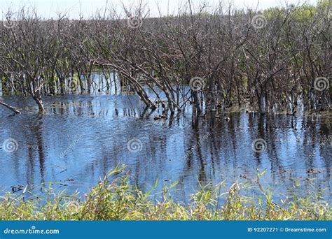 Apopka Nature Reserve stock image. Image of distance - 92207271