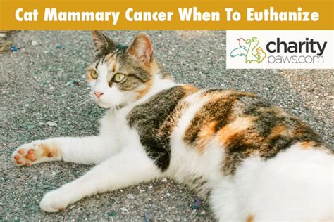 Cat Mammary Cancer When To Euthanize | When To Say Goodbye