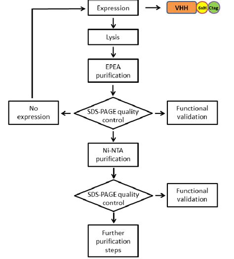 Protein Purification Steps Flowchart - Chart Examples