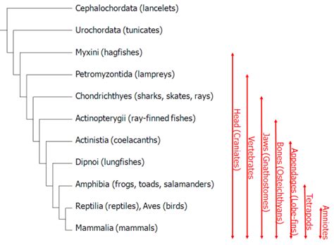 Reading: Chordates | Biology II Laboratory Manual