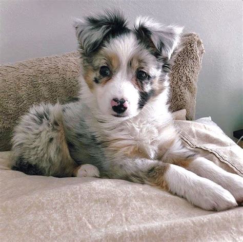 Australian Shepherd Puppies For Sale Southern California - Pudding to come