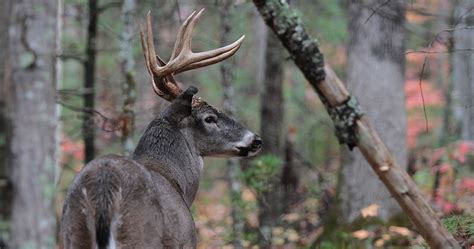 Legislation introduced to expand Mississippi wildlife commission - SuperTalk Mississippi