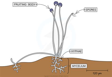 Eukaryotic Organisms: Fungi & Protoctists | Edexcel GCSE Biology Revision Notes 2018