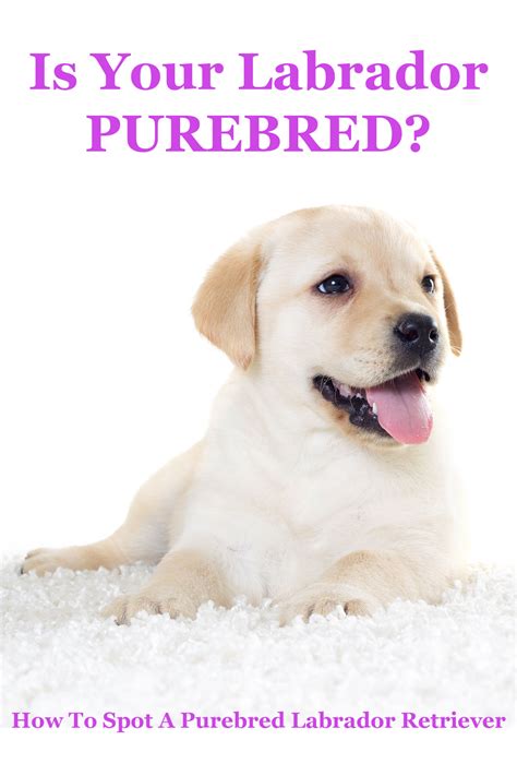 Is My Dog Purebred? - The Labrador Site