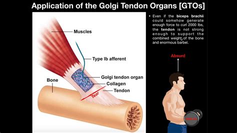 Golgi Tendon Organ