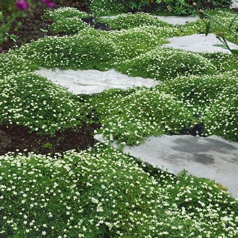 Irish Moss Plant: Perennial, Lavish Ground Cover