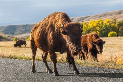 Custer State Park Wildlife Loop | Rushmore Express