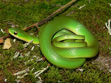 Smooth Green Snake Facts and Pictures | Reptile Fact