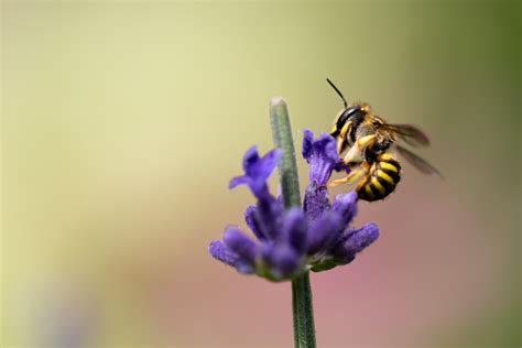 Free Images : nature, blossom, flower, petal, pollen, botany, flora ...