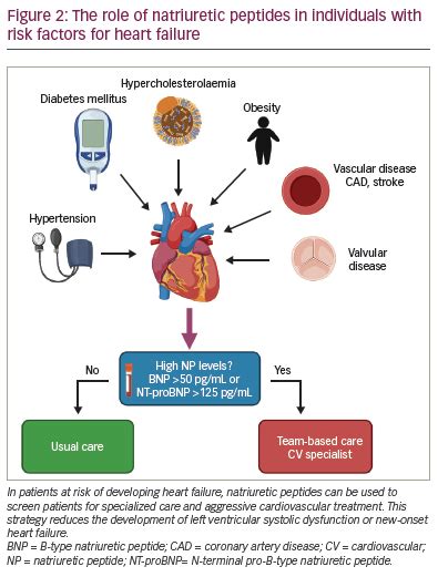 Natriuretic Peptide-guided Therapy for Heart Failure – touchCARDIOLOGY