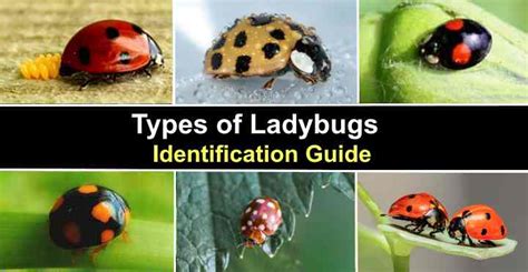 Gray Ladybugs