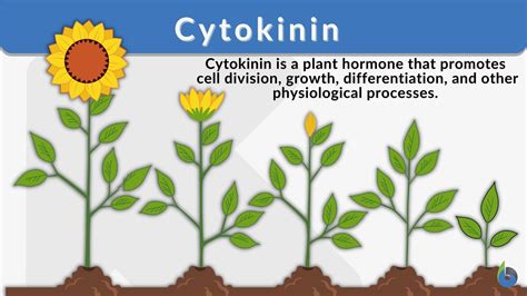 Cytokinins In Plants