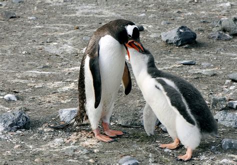 Gentoo penguin feeding its chick - Stock Image - C001/3237 - Science Photo Library