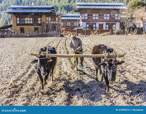 Farmer plowing with oxen editorial stock image. Image of cattle - 41899014