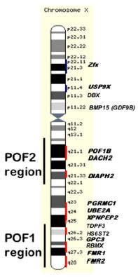 Schematic view on the G-banding structure of the human X chromosome. On ...