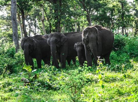 An enchanting forest safari in the Mudumalai Tiger Reserve, India! - Travel Realizations