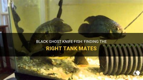 Black Ghost Knife Fish: Finding The Right Tank Mates | PetShun