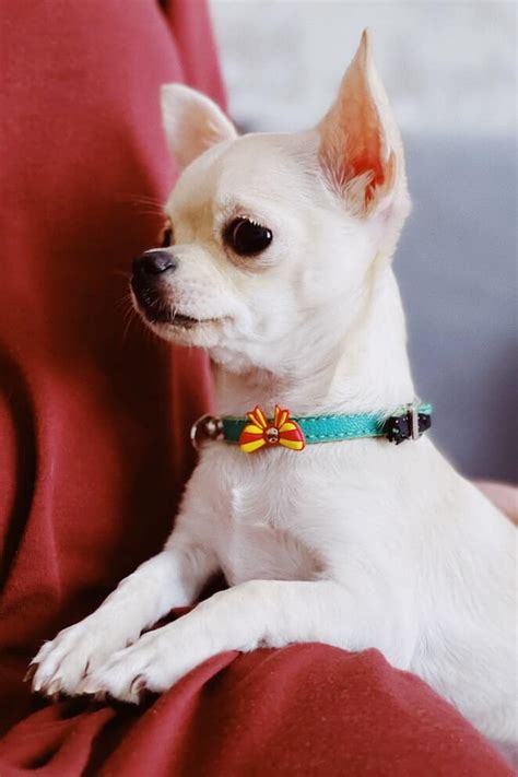 10 Anxious Dog Breeds and How to Help Them