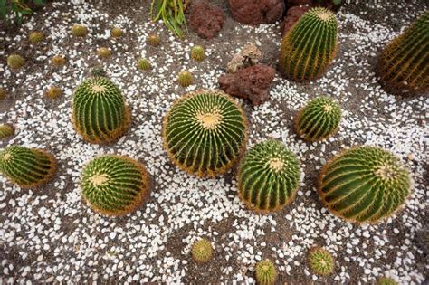 Cactus field stock photo. Image of botany, prickly, daylight - 60647818