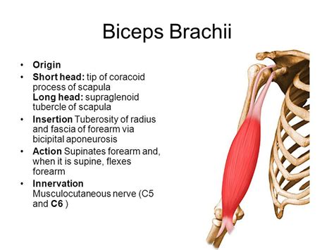 Biceps Brachii Origin and Insertion