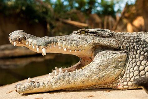 WFP official killed by crocodile as she swims in Lake Turkana | Nation