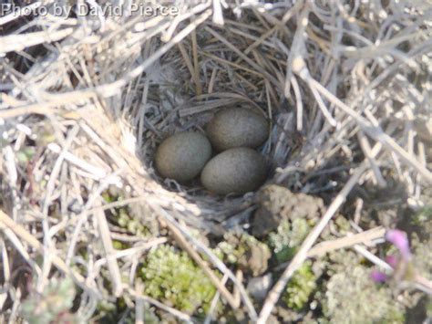 Horned Lark - East Cascades Audubon Society