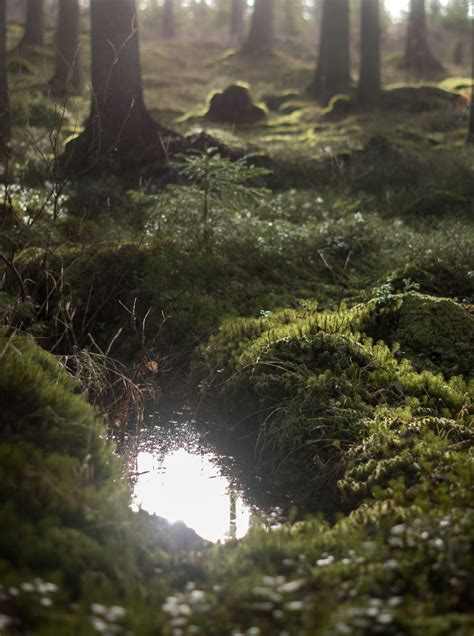 forest reflection | Nature aesthetic, Nature, Beautiful nature