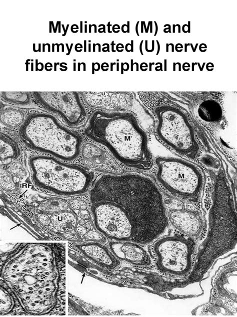 Nervous tissue - online presentation