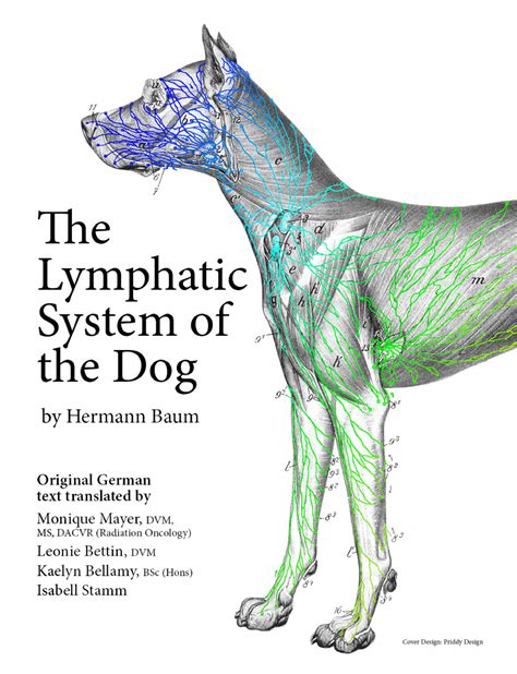 Where Are Lymph Nodes In Dogs Located