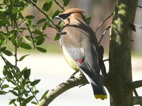 Birds: Cedar Waxwing