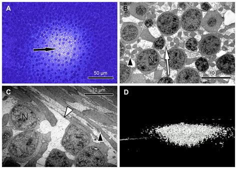 The anatomy of the foveola reinvestigated [PeerJ]