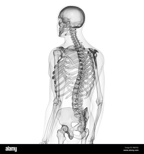 Grey thorax Cut Out Stock Images & Pictures - Alamy