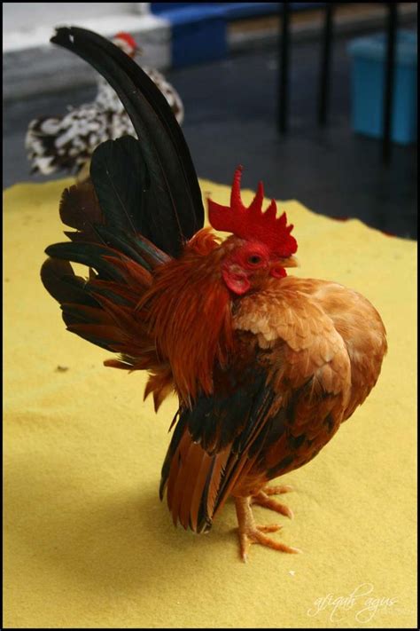 world-wildlife-adventures: Serama chicken malaysia | Serama chicken, Chickens backyard, Fancy ...